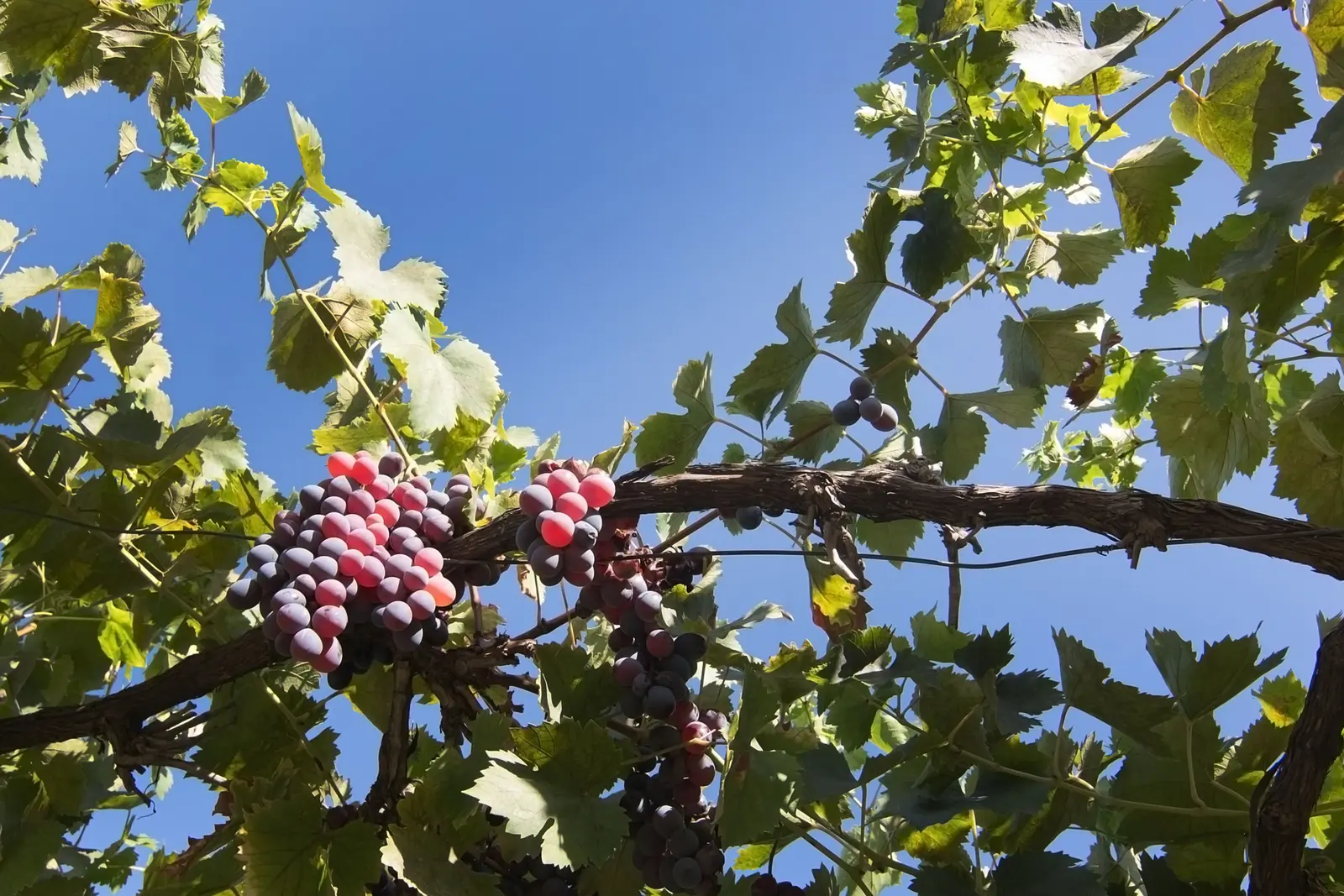 Weinberg-Ventures: Die besten Weingüter auf Mallorca