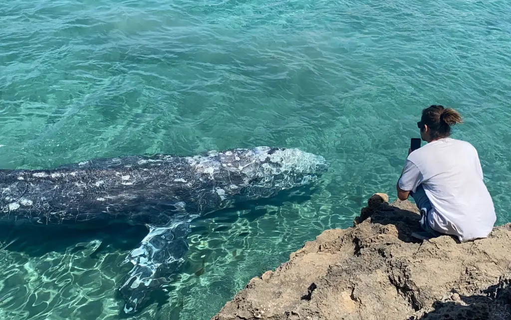 Wale und Delfine beobachten auf Mallorca