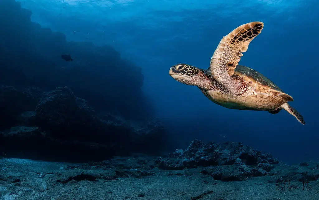 Meeresschutzgebiete auf Mallorca