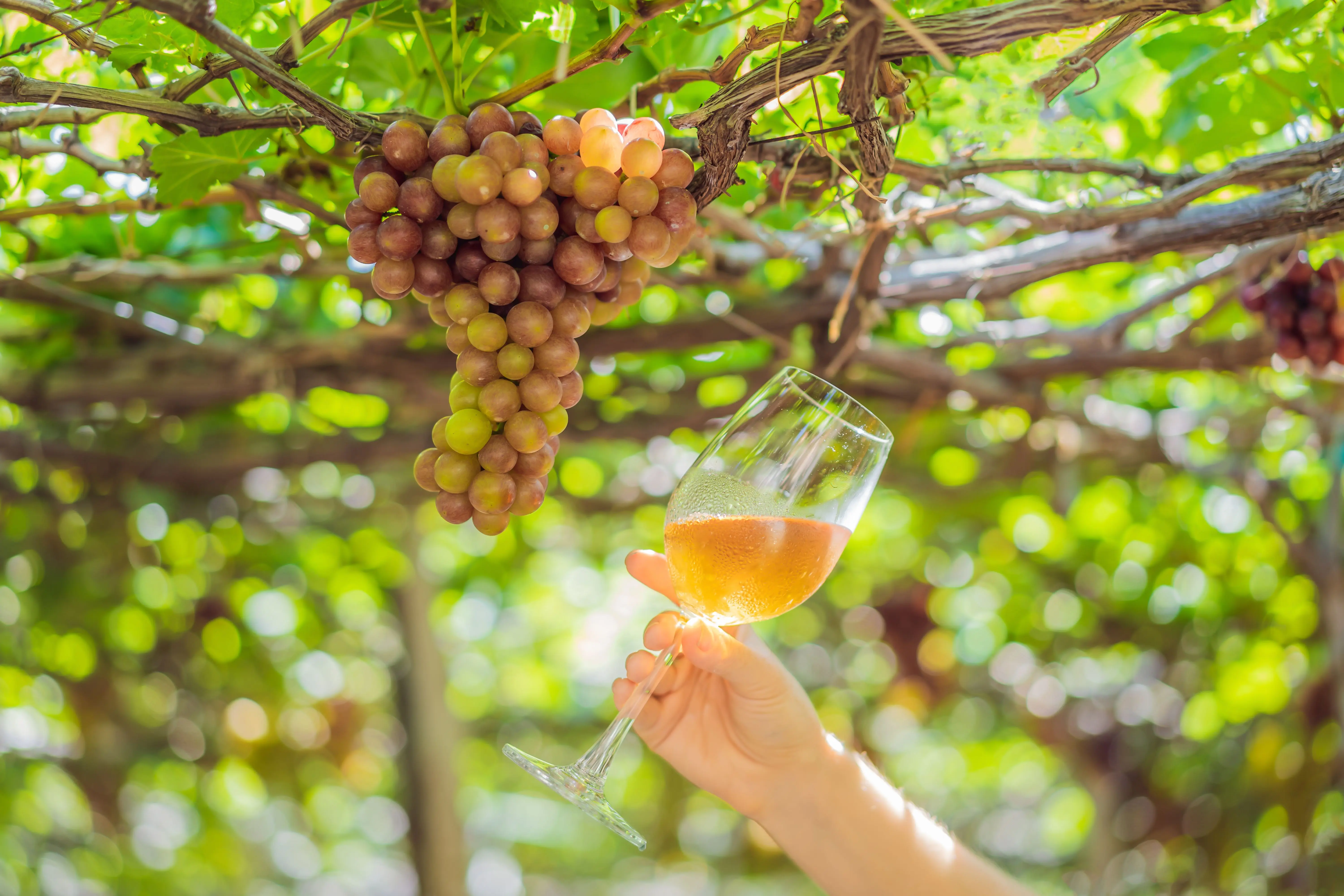Top 25 der versteckten Weinperlen Mallorcas